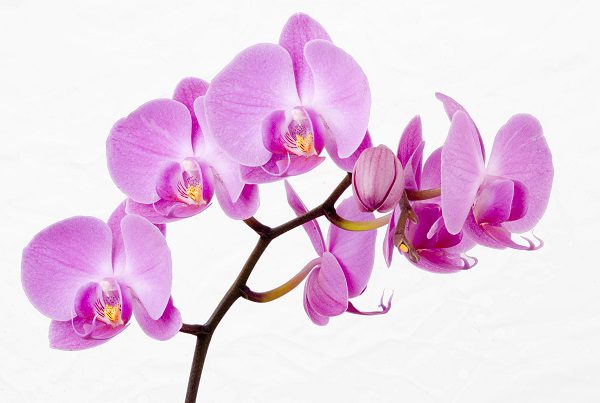 orchid popular wedding flowers