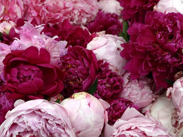 pink magenta peonies popular wedding flowers