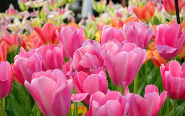 pink tulips popular wedding flowers