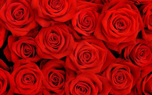red roses popular wedding flowers