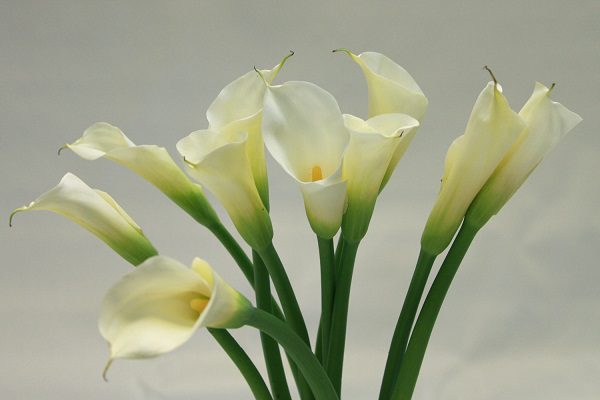 white calla lilies popular wedding flowers