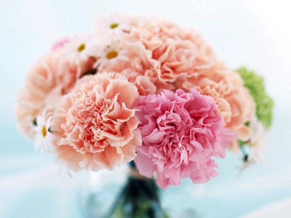 carnations first wedding anniversary