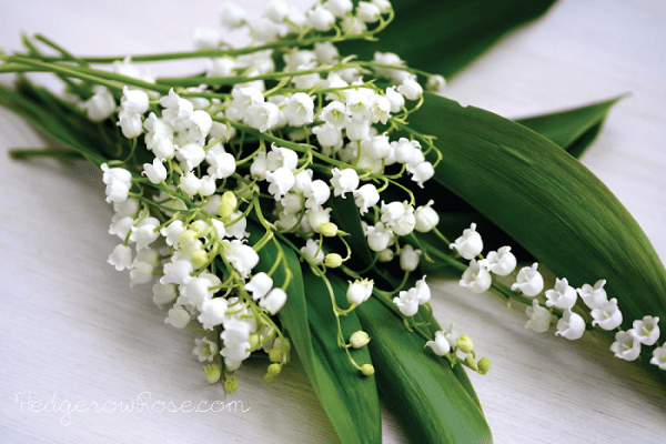 lily of the valley bouquet second wedding anniversary